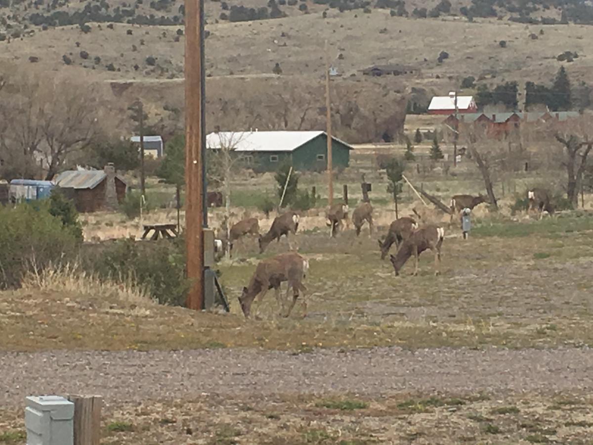 South Fork Lodge & Rv Park Colorado Bagian luar foto